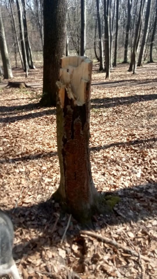 У Трускавці в перший тиждень посиленого карантину в лісі а..., фото-5 У Трускавці в перший тиждень посиленого карантину в лісі активно рубають дерева , фото-5, Фото - Трускавецька ГО "Мокрий Ніс"