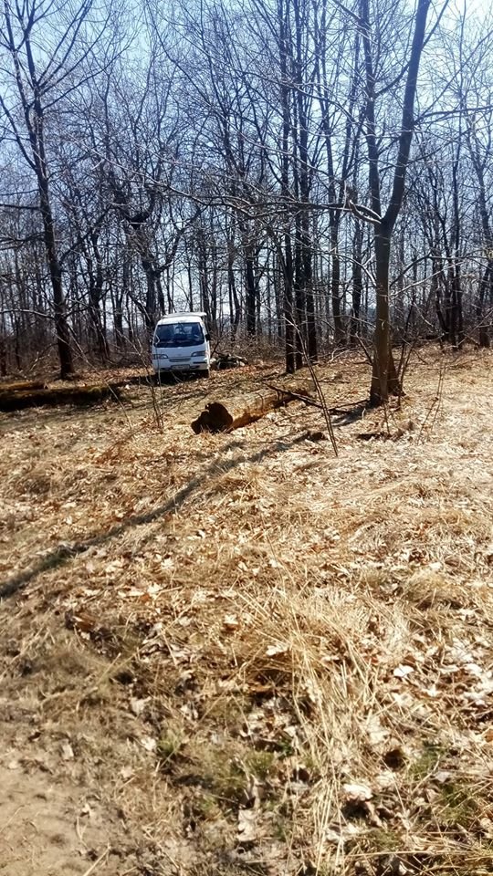 У Трускавці в перший тиждень посиленого карантину в лісі а..., фото-1 У Трускавці в перший тиждень посиленого карантину в лісі активно рубають дерева , фото-1, Фото - Трускавецька ГО "Мокрий Ніс"