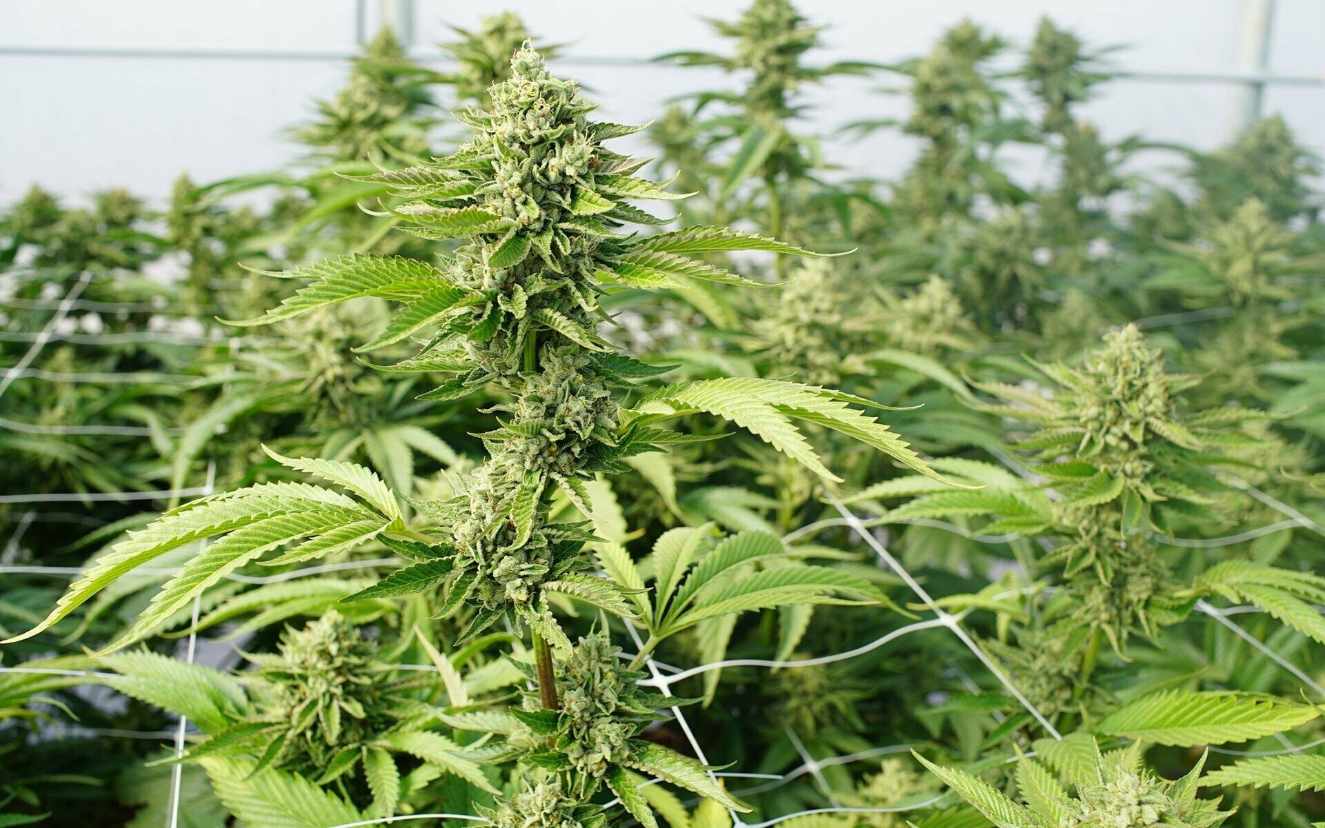 как повысить урожай марихуаны