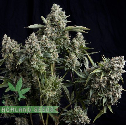 насіння коноплі від hohlandseeds
